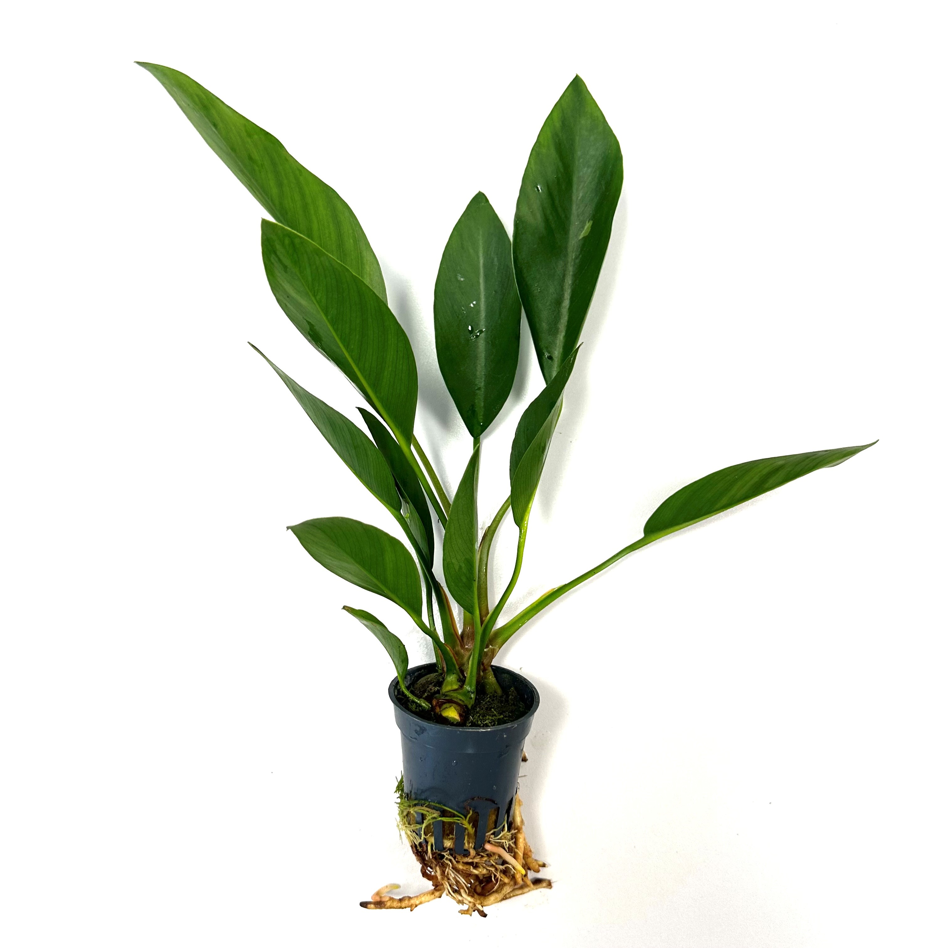 Anubias congensis round in pot